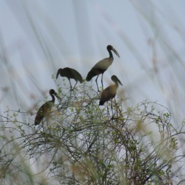 Afryka, Botswana – 20101107 niedziela