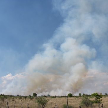 Afryka, Botswana – 20101117 sroda